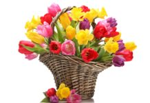 Mult stimate doamne şi domnişoare din raionul Hînceşti!