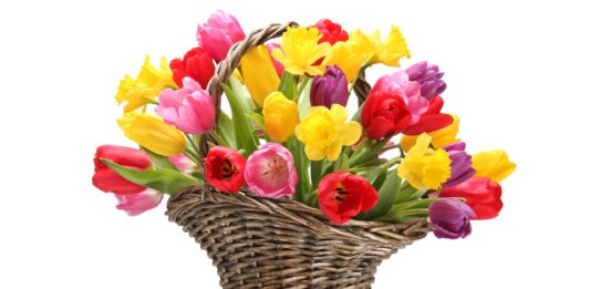 Mult stimate doamne şi domnişoare din raionul Hînceşti!