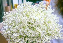 Mesaj de felicitare pentru dl. Iacob Negru flori