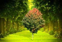 Anunțul public privind aprobarea deciziei etapei de evaluare prealabilă a impactului asupra mediului a activităţii planificate ziua mediului