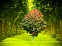 Anunțul public privind aprobarea deciziei etapei de evaluare prealabilă a impactului asupra mediului a activităţii planificate ziua mediului