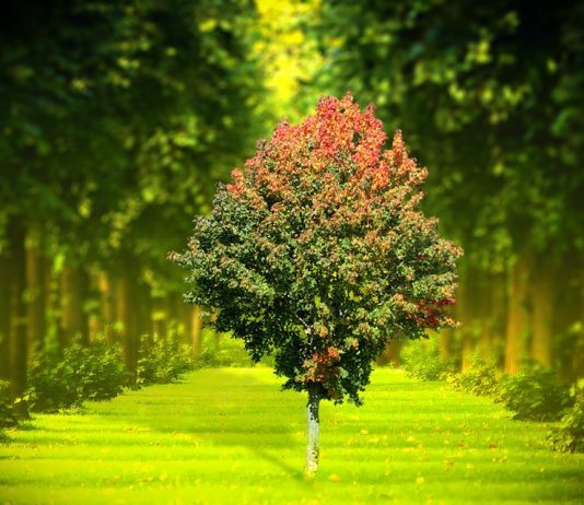 Anunțul public privind aprobarea deciziei etapei de evaluare prealabilă a impactului asupra mediului a activităţii planificate ziua mediului