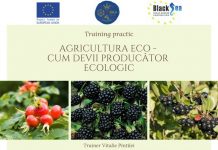 Training-uri pentru agenții economici cu următoarele tematici:”Dezvoltarea Afacerii cu Produse Tradiționale din Fructe, cu Identitate Geografică Protejată”/”Agricultura Eco – cum devii producător ecologic”. Training_AgriEco