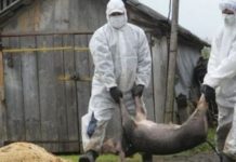 Ședința extraordinară a Comisei raionale pentru Situații Excepționale Pesta porcina