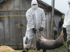 Ședința extraordinară a Comisei raionale pentru Situații Excepționale Pesta porcina