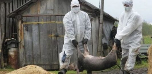 Restricții sanitare-veterinare la pesta porcină! Pesta porcina