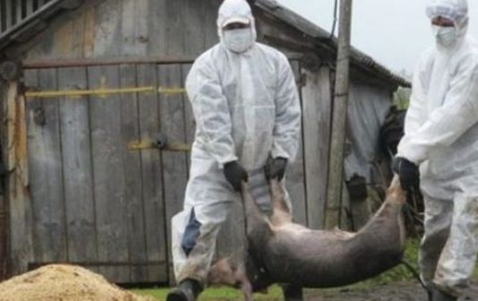 Restricții sanitare-veterinare la pesta porcină! Pesta porcina