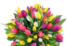 Mesaj de felicitare pentru dl István VÁKÁR, Vicepreședinte al Consiliului Județean Cluj, România, Cetățean de Onoare al raionului Hînceşti,