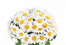 Mesaj de felicitare pentru , Conducător al Ansamblului de dans popular cu titlu Model, “Arcuşul” din com.Sărata Galbenă, Cetăţean de Onoare al raionului Hînceşti DL Negru Ion.